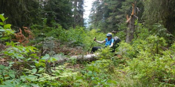 Selway-Bitterroot Wilderness, Down logs & brush, White Cap Creek, July 2025