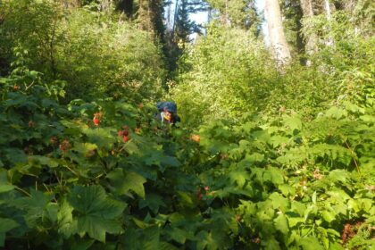 Selway-Bitterroot: Thimbleberry nemesis, Tin Cup Creek