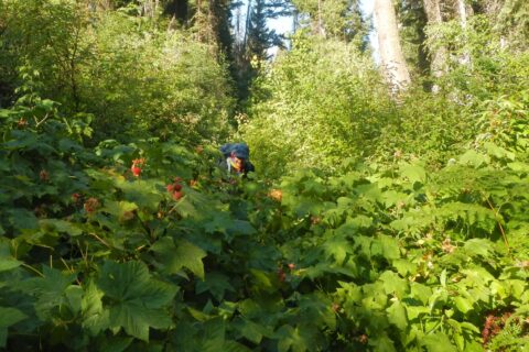 Selway-Bitterroot Wilderness, Thimbleberry (Rubus parviflorus), Tin Cup Creek, July 2025