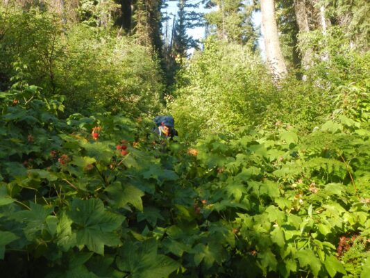 Selway-Bitterroot Wilderness, Thimbleberry (Rubus parviflorus), Tin Cup Creek, July 2025