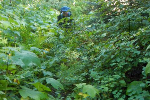 Selway-Bitterroot Wilderness, Tin Cup Creek trail brush, July 2025
