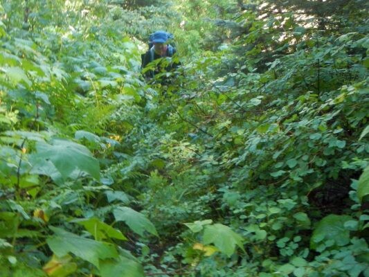 Selway-Bitterroot Wilderness, Tin Cup Creek trail brush, July 2025