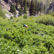 Frank Church Wilderness, Alder buckthorn (Rhamnus alnifolia), July 2025