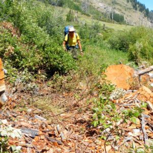 Frank Church Wilderness, cut log from trail, July 2025