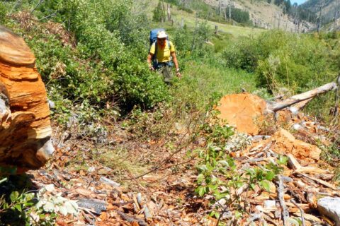 Frank Church Wilderness, cut log from trail, July 2025