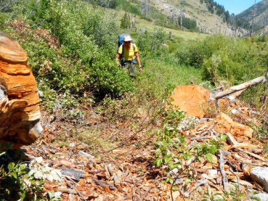 Frank Church Wilderness, cut log from trail, July 2025