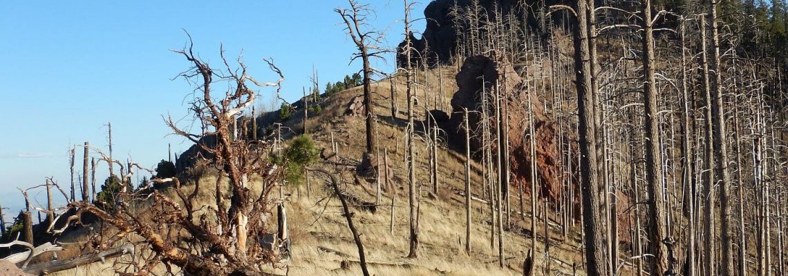 Chiricahua Wilderness, Crest Trail, April