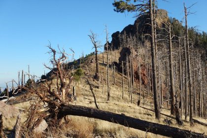 Chiricahua Wilderness, Crest Trail, April