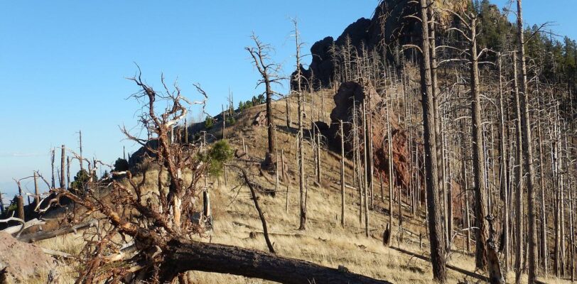 Chiricahua Wilderness, Crest Trail, April